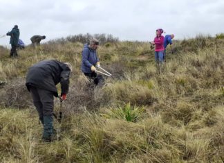 Berrow dunes buckthorn clearance