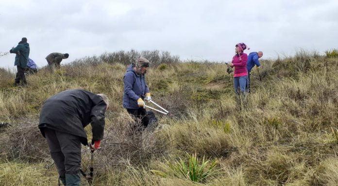 Berrow dunes buckthorn clearance