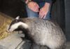 Badger at Secret World Wildlife Rescue near Burnham-On-Sea