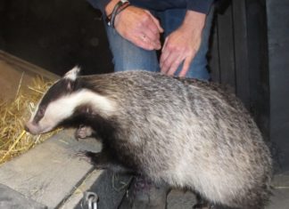 Badger at Secret World Wildlife Rescue near Burnham-On-Sea