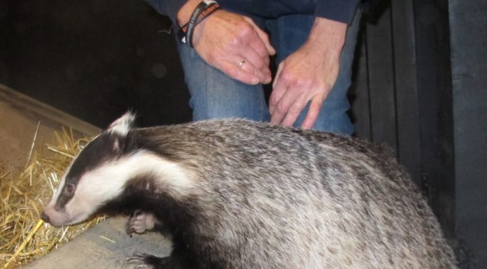 Badger at Secret World Wildlife Rescue near Burnham-On-Sea