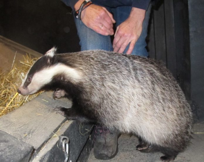 Badger at Secret World Wildlife Rescue near Burnham-On-Sea Badger at Secret World Wildlife Rescue near Burnham-On-Sea