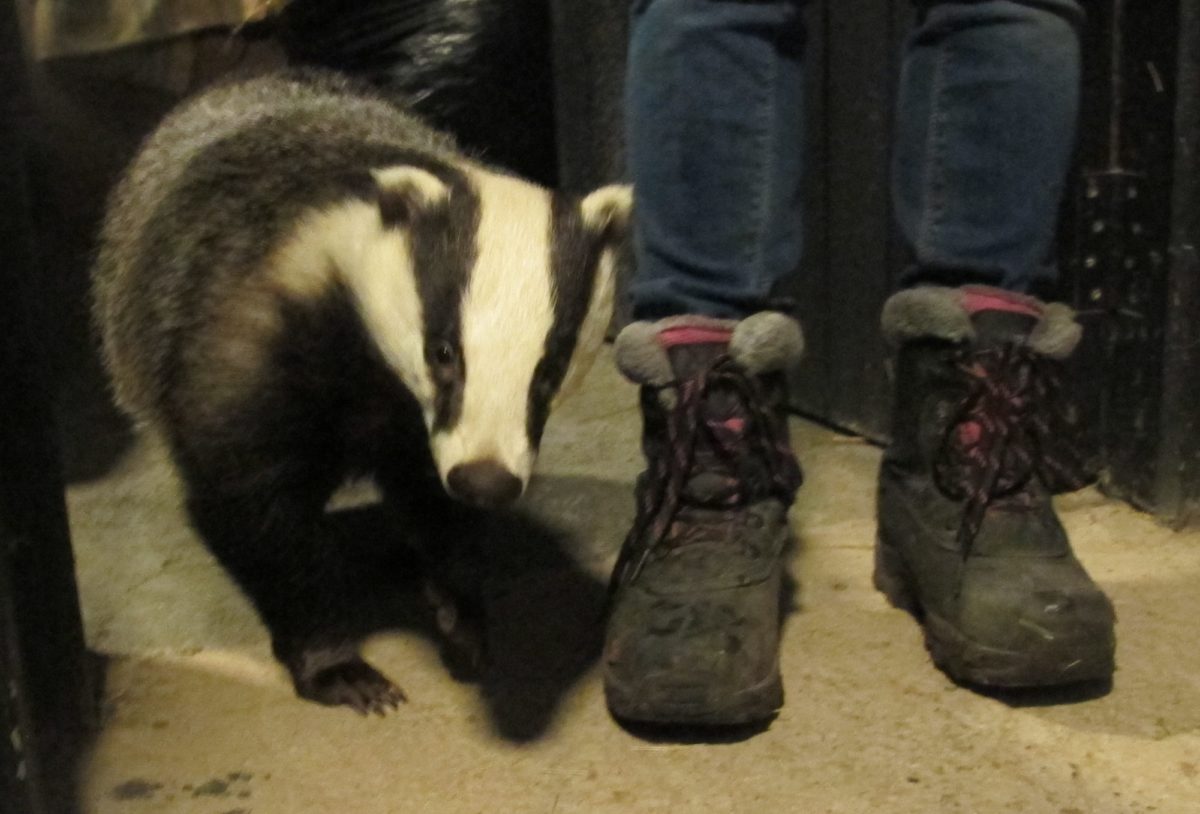 Badger at Secret World Wildlife Rescue near Burnham-On-Sea