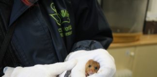 Dormice