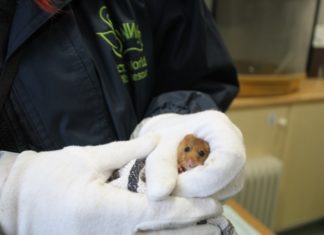 Dormice