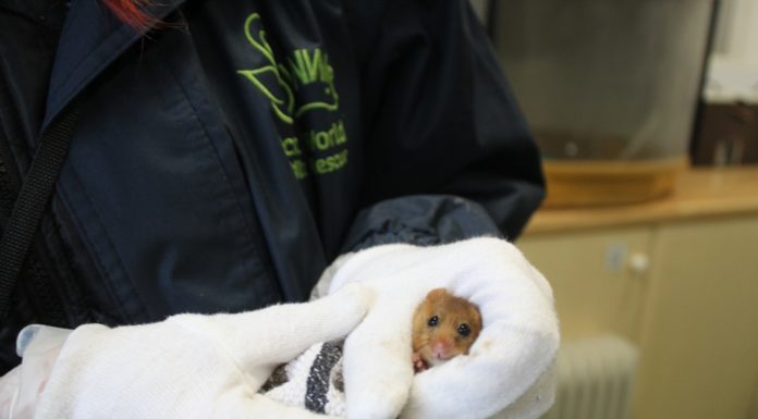 Dormice