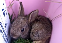 Baby rabbit rescued by Secret World Wildlife Rescue after Storm Dennis