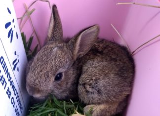 Baby rabbit rescued by Secret World Wildlife Rescue after Storm Dennis