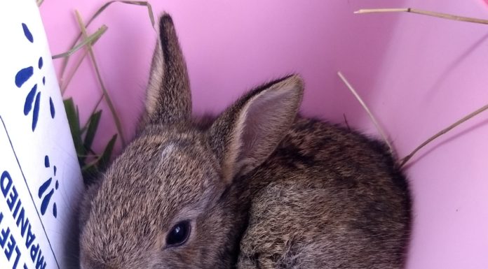 Baby rabbit rescued by Secret World Wildlife Rescue after Storm Dennis