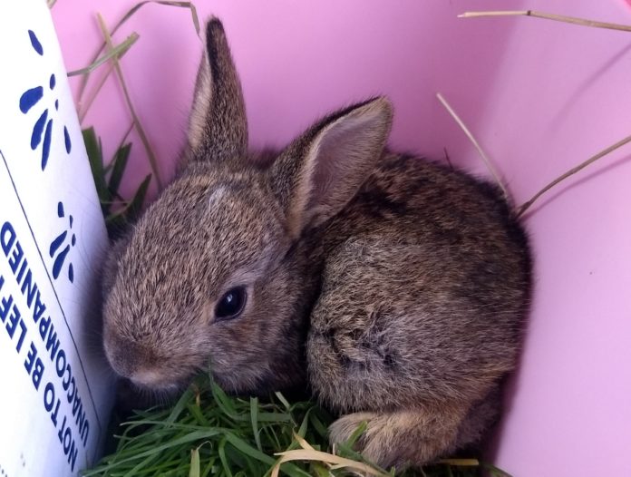 Baby rabbit rescued by Secret World Wildlife Rescue after Storm Dennis