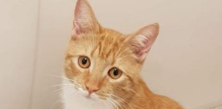 kitten shot by air gun in Highbridge