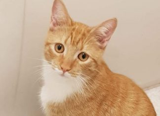 kitten shot by air gun in Highbridge