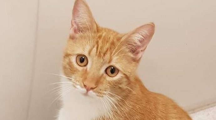 kitten shot by air gun in Highbridge