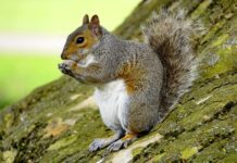 grey squirrel