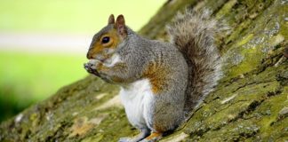 grey squirrel