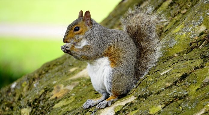 grey squirrel