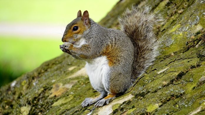 grey squirrel