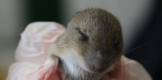 Lucky escape for tiny mouse - Secret World Wildlife Rescue