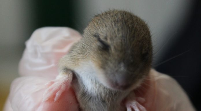 Lucky escape for tiny mouse - Secret World Wildlife Rescue