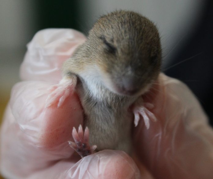 Lucky escape for tiny mouse - Secret World Wildlife Rescue