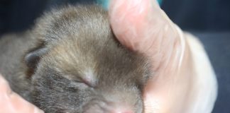 Secret World Wildlife Rescue