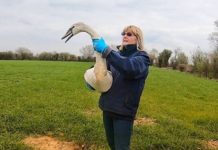 Secret World Wildlife Rescue release swan after M5 rescue in Somerset