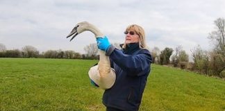 Secret World Wildlife Rescue release swan after M5 rescue in Somerset