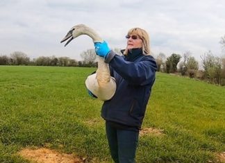 Secret World Wildlife Rescue release swan after M5 rescue in Somerset