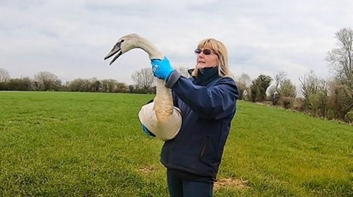 Secret World Wildlife Rescue release swan after M5 rescue in Somerset