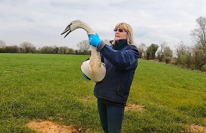 Secret World Wildlife Rescue release swan after M5 rescue in Somerset