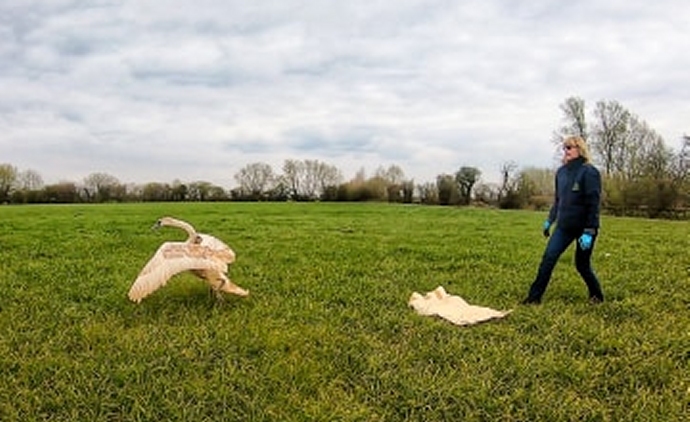 Secret World Wildlife Rescue release swan after M5 rescue in Somerset