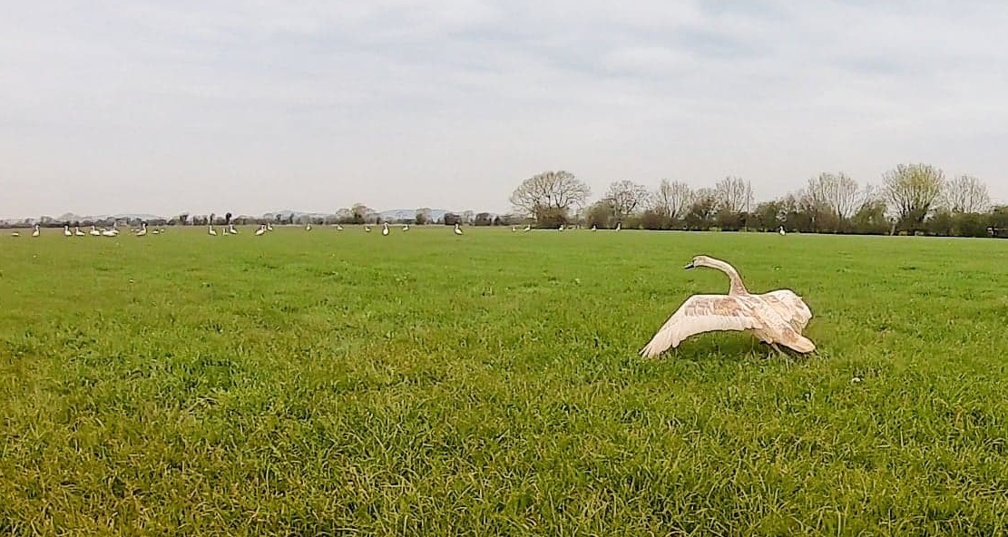 Secret World Wildlife Rescue release swan after M5 rescue in Somerset