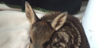 Fawn rescued by Burnham-On-Sea wildlife carers from Secret World Wildlife Rescue