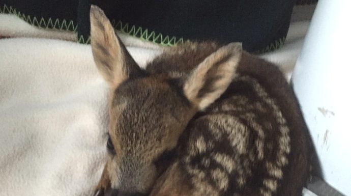 Fawn rescued by Burnham-On-Sea wildlife carers from Secret World Wildlife Rescue