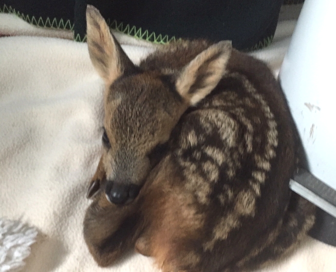 Fawn rescued by Burnham-On-Sea wildlife carers from Secret World Wildlife Rescue