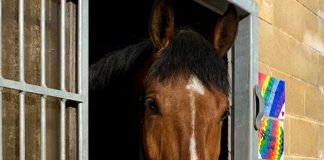 Avon and Somerset Police horse Hero