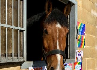 Avon and Somerset Police horse Hero