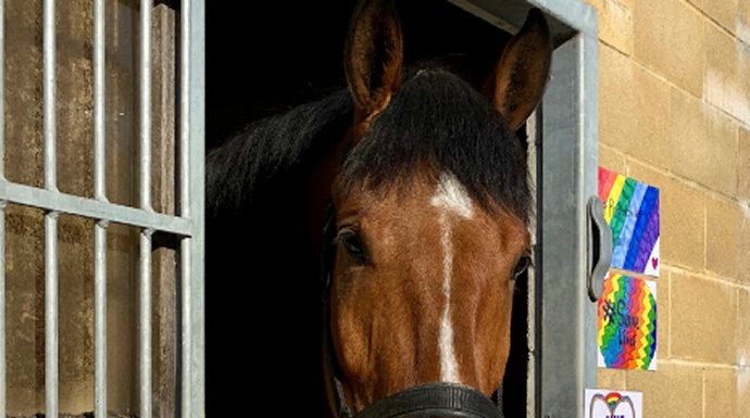 Avon and Somerset Police horse Hero