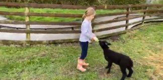Berrow's Animal Adventure Farm Park appeals for £1,000 to help save life of lamb