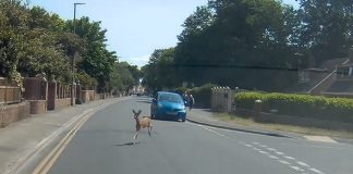Deer in Burnham-On-Sea