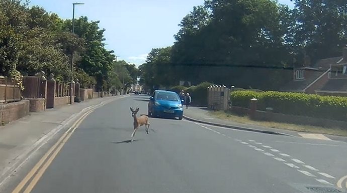 Deer in Burnham-On-Sea