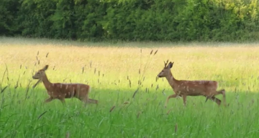 Deer at Brent Knoll