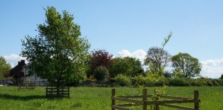 VE Day trees planted in Brent Knoll