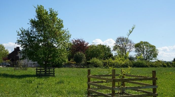 VE Day trees planted in Brent Knoll