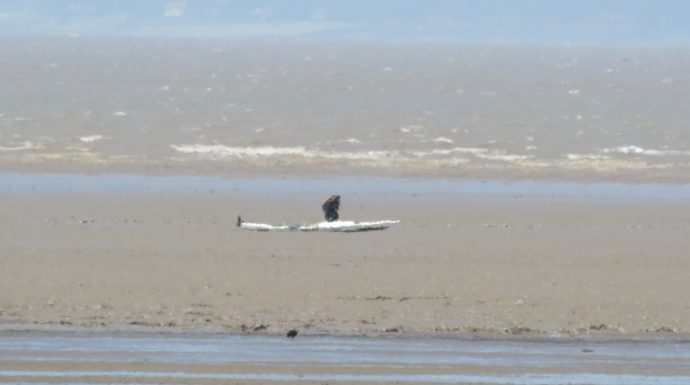 Kayaker in mud on Brean beach