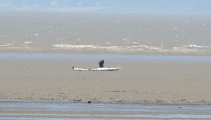 Kayaker in mud on Brean beach