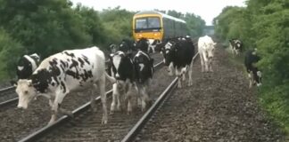 Cows on railway line at Brent Knoll