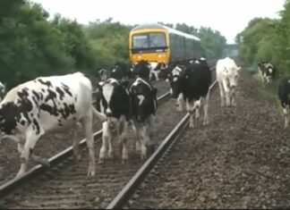 Cows on railway line at Brent Knoll
