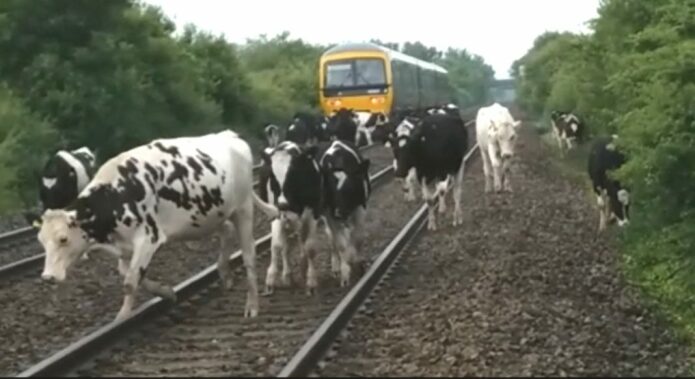 Cows on railway line at Brent Knoll