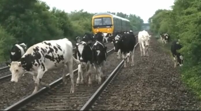 Cows on railway line at Brent Knoll